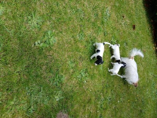 Stunning Jack Russell Pups for sale in Chelmsford, Essex