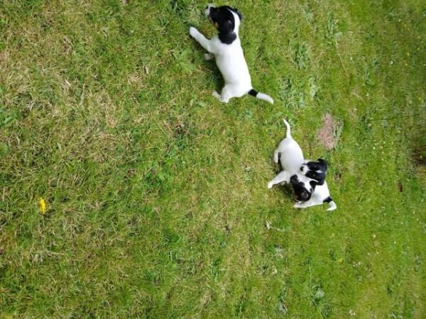 Stunning Jack Russell Pups for sale in Chelmsford, Essex - Image 2