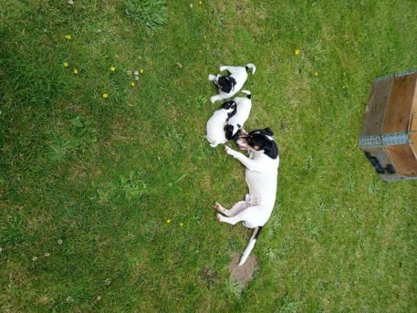 Stunning Jack Russell Pups for sale in Chelmsford, Essex - Image 3