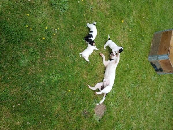 Stunning Jack Russell Pups for sale in Chelmsford, Essex - Image 4