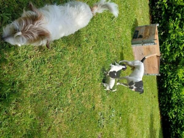 Stunning Jack Russell Pups for sale in Chelmsford, Essex - Image 5