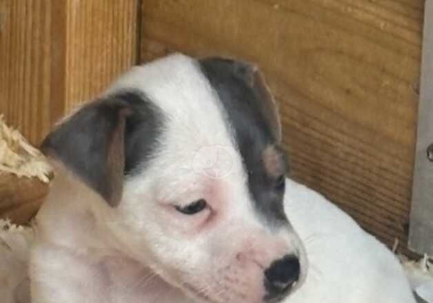 Stunning Jack Russell pups for sale in Hartfield, East Sussex