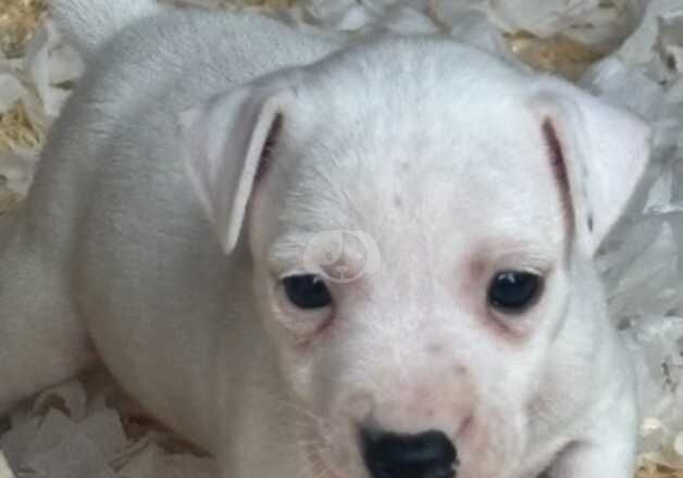 Stunning Jack Russell pups for sale in Hartfield, East Sussex - Image 2