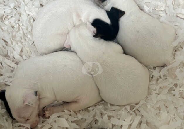 Jack Russell Puppies for sale in East Sussex