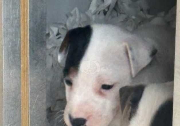 Jack Russell Puppies for sale