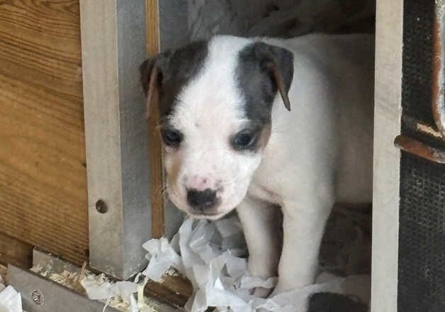 Stunning Jack Russell pups for sale in Hartfield, East Sussex - Image 5