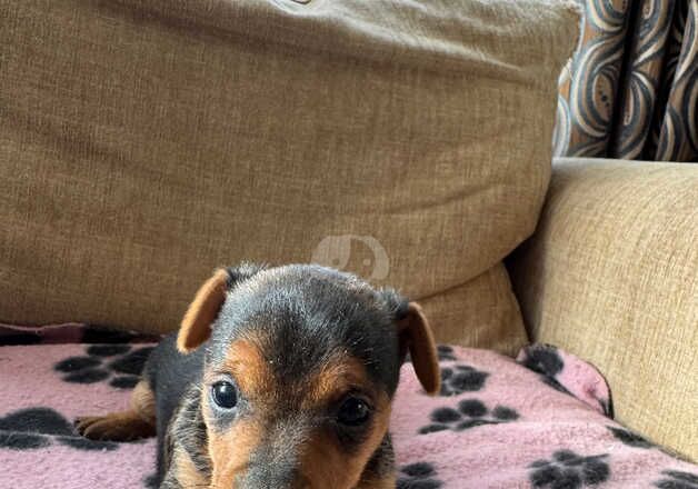 Stunning Jack Russell pups for sale in Swansea/Abertawe, Swansea