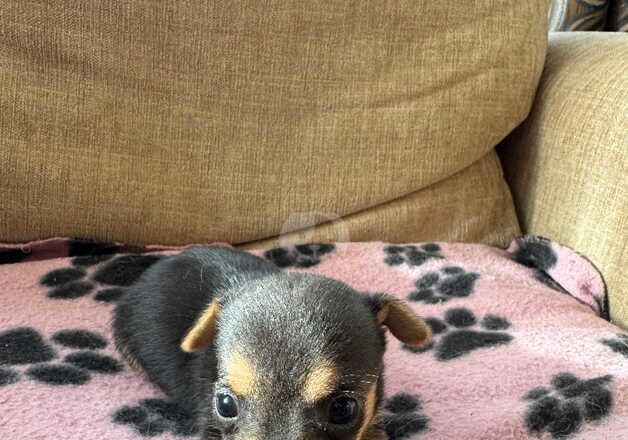 Stunning Jack Russell pups for sale in Swansea/Abertawe, Swansea - Image 3