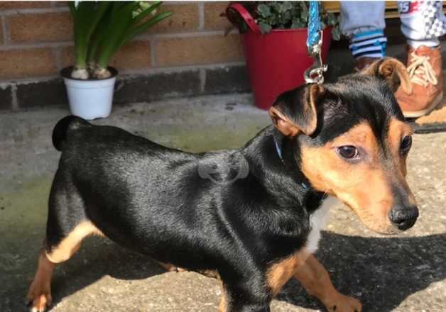 Jack Russell Puppies for sale