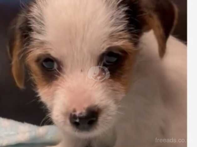 Stunning jack Russell pups ready now for sale in Wigan, Greater Manchester - Image 1