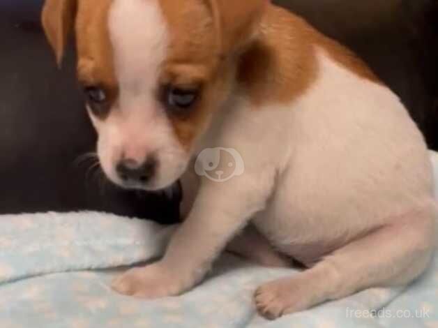 Stunning jack Russell pups ready now for sale in Wigan, Greater Manchester - Image 2