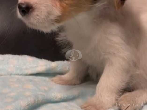 Stunning jack Russell pups ready now for sale in Wigan, Greater Manchester - Image 4