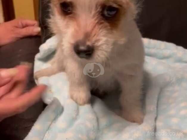 Stunning jack Russell pups ready now for sale in Wigan, Greater Manchester - Image 5