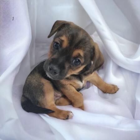 Stunning jack russell x puppies for sale 2 girls for sale in Rainham, Kent - Image 1