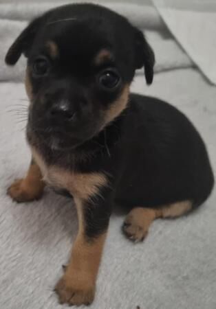 Stunning jack russell x puppies for sale 2 girls for sale in Rainham, Kent - Image 2