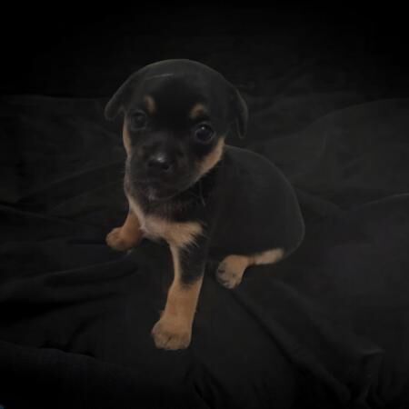Stunning jack russell x puppies for sale 2 girls for sale in Rainham, Kent - Image 3