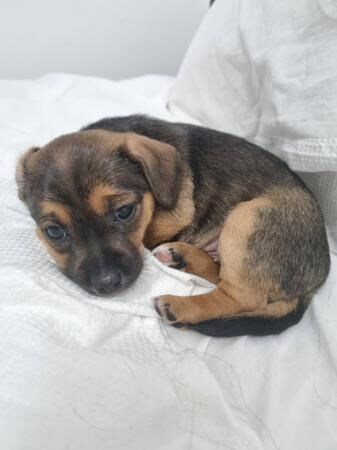 Stunning jack russell x puppies for sale 2 girls for sale in Rainham, Kent - Image 5