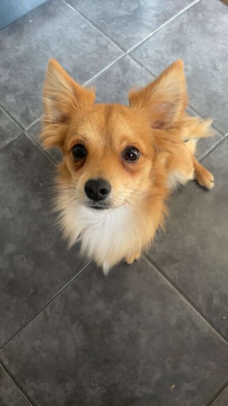 Stunning Jackawawa (Jack Russell x Chihuahua) for sale in Chatham, Kent - Image 2