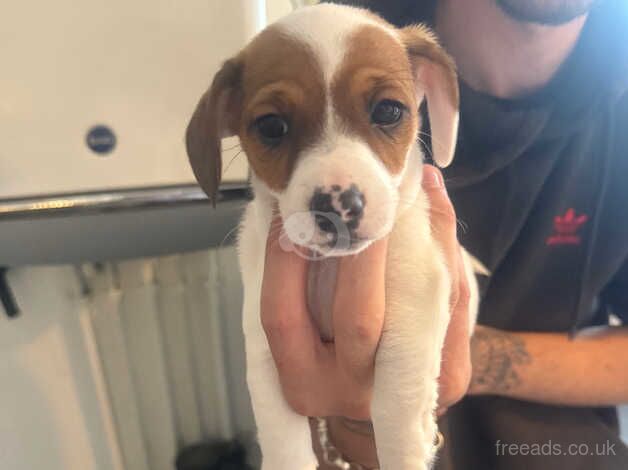 Stunning jackrussell terriers for sale in Farringdon, Tyne and Wear