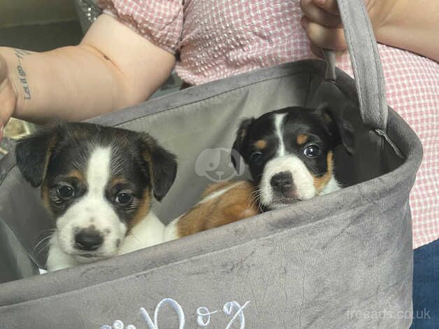 Stunning jackrussell terriers for sale in Farringdon, Tyne and Wear - Image 2