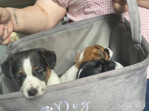 Stunning jackrussell terriers for sale in Farringdon, Tyne and Wear - Image 5