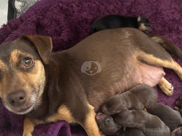 Stunning jackshund puppies for sale in Rochester, Kent