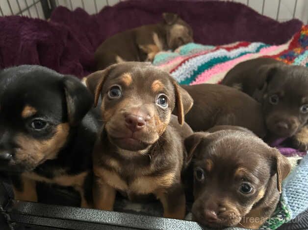 Stunning jackshund puppies for sale in Rochester, Kent - Image 2