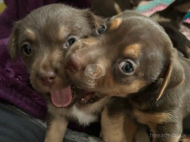 Stunning jackshund puppies for sale in Rochester, Kent - Image 4