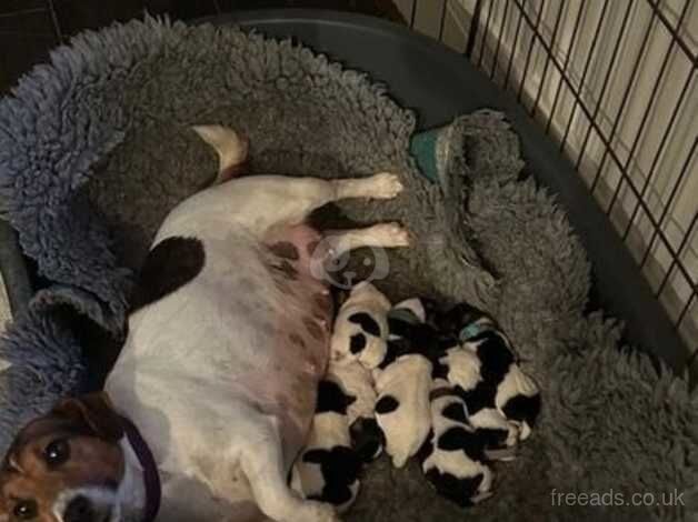 Jack Russells for sale in Bath, Somerset