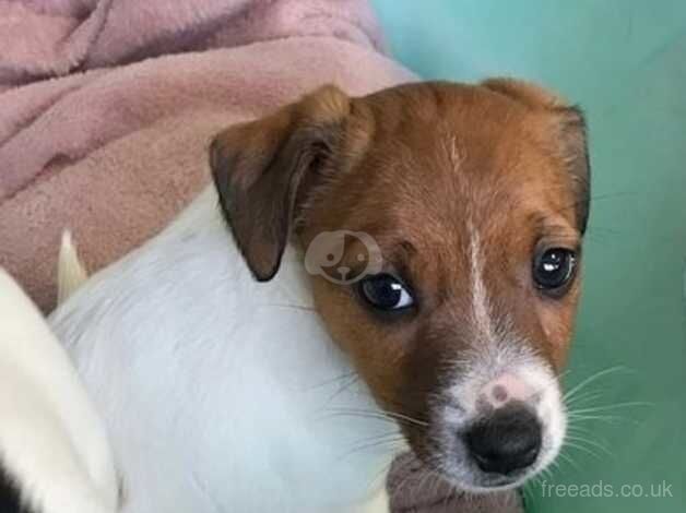 KC Registered Jack Russell Puppies for sale in Somerset