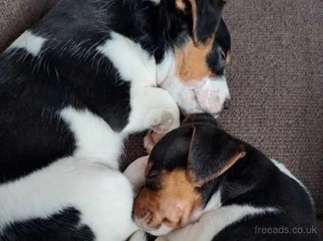 Jack Russell Puppies for sale