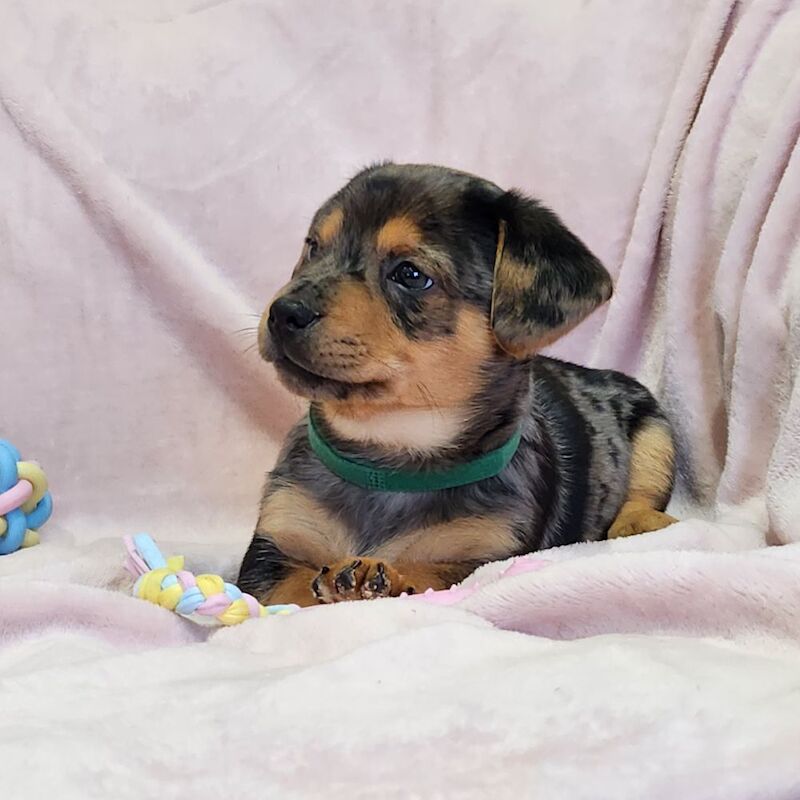 ☆☆☆Stunning Litter of Jack Russell Puppies Available☆☆ for sale in Oxford, Oxfordshire