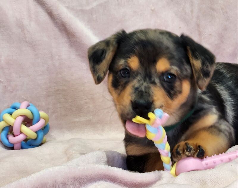 ☆☆☆Stunning Litter of Jack Russell Puppies Available☆☆ for sale in Oxford, Oxfordshire - Image 2