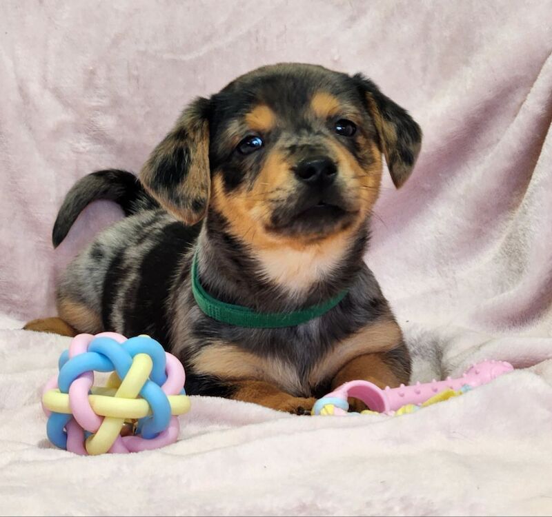 ☆☆☆Stunning Litter of Jack Russell Puppies Available☆☆ for sale in Oxford, Oxfordshire - Image 3