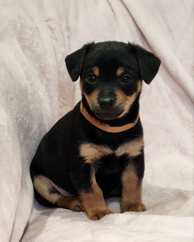 ☆☆☆Stunning Litter of Jack Russell Puppies Available☆☆ for sale in Oxford, Oxfordshire - Image 6