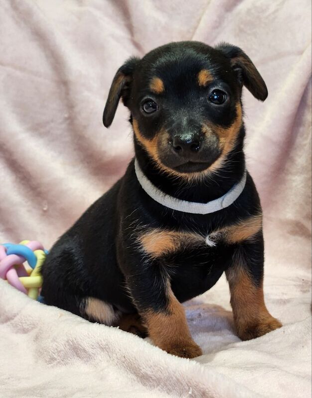 ☆☆☆Stunning Litter of Jack Russell Puppies Available☆☆ for sale in Oxford, Oxfordshire - Image 8