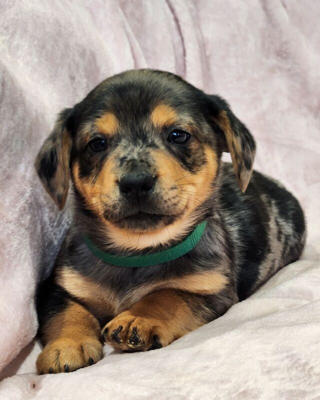 ☆☆☆Stunning Litter of Jack Russell Puppies Available☆☆ for sale in Oxford, Oxfordshire - Image 10