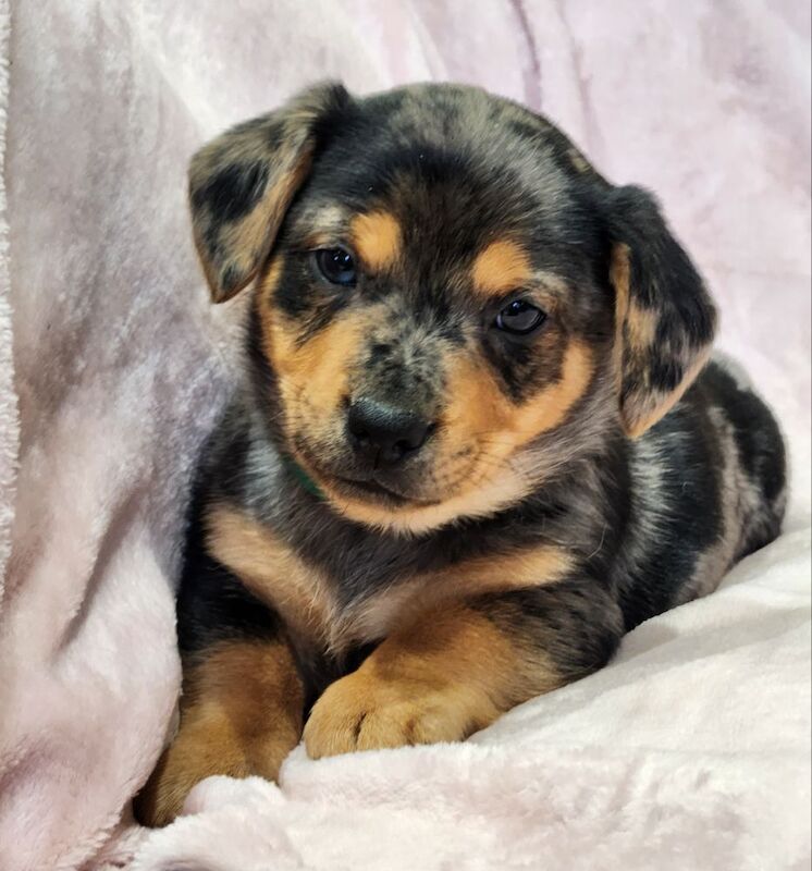 ☆☆☆Stunning Litter of Jack Russell Puppies Available☆☆ for sale in Oxford, Oxfordshire - Image 11