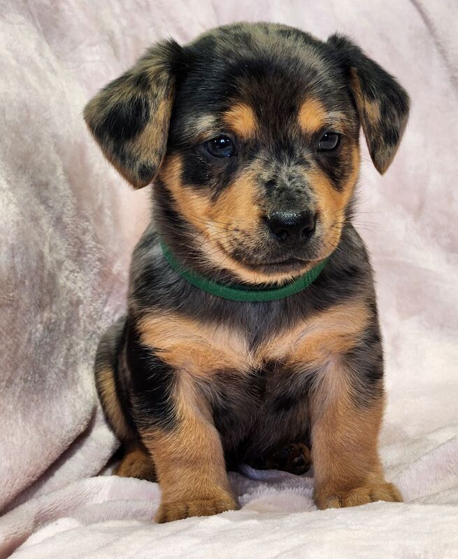 ☆☆☆Stunning Litter of Jack Russell Puppies Available☆☆ for sale in Oxford, Oxfordshire - Image 12