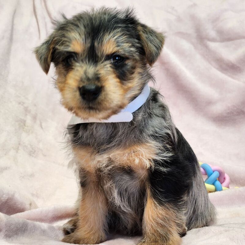 ☆☆☆Stunning Litter of Jack Russell Puppies Available☆☆ for sale in Oxford, Oxfordshire - Image 13