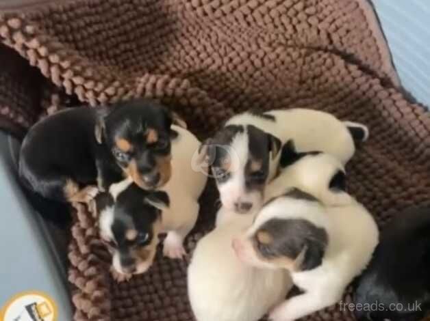 Stunning litter of jack Russell puppies for sale in Wigan, Greater Manchester - Image 1