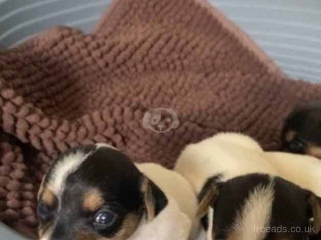 Stunning litter of jack Russell puppies for sale in Wigan, Greater Manchester - Image 3