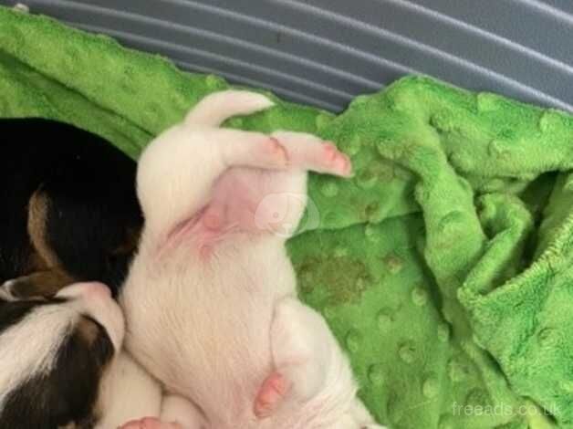 Stunning litter of jack Russell puppies for sale in Wigan, Greater Manchester - Image 4