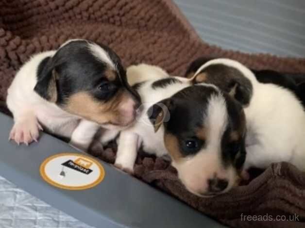 Stunning litter of jack Russell puppies for sale in Wigan, Greater Manchester - Image 5