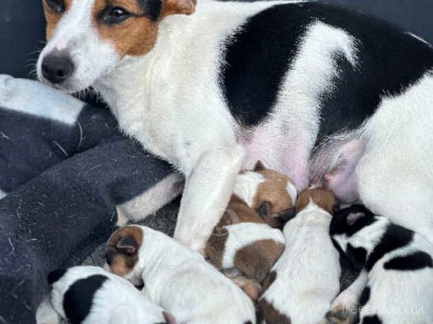 Stunning litter of traditional miniature jack Russell pups for sale in Maidstone, Kent