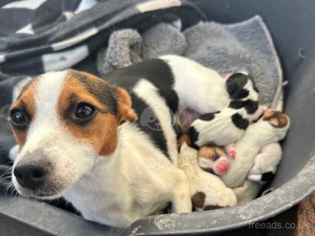 Jack Russells for sale in Maidstone, Kent