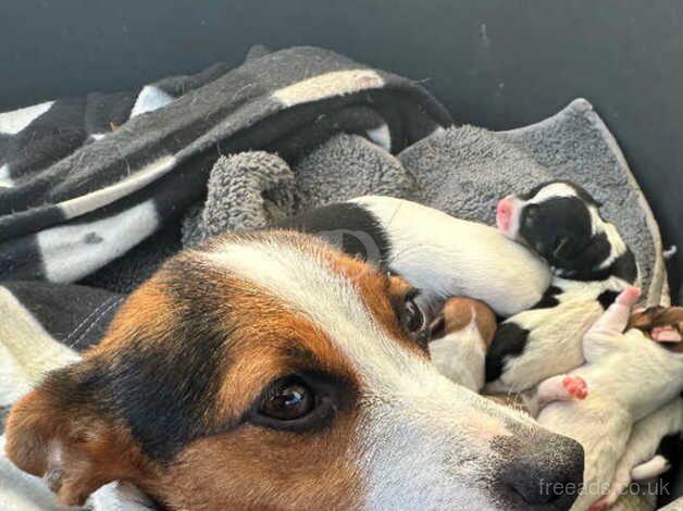 Jack Russell Puppies for sale in Kent