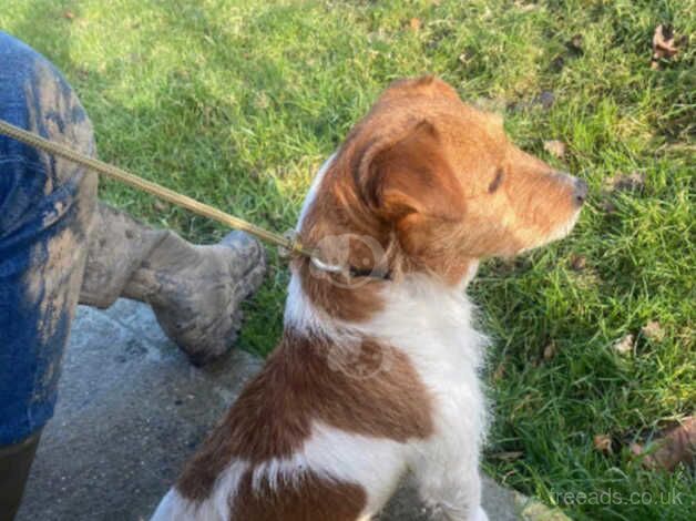 Jack Russell Puppies for sale