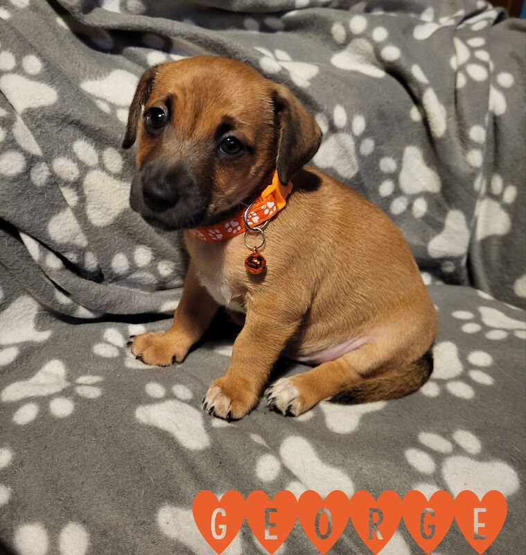 Stunning minature jack russell puppies for sale in Walsall, West Midlands - Image 2