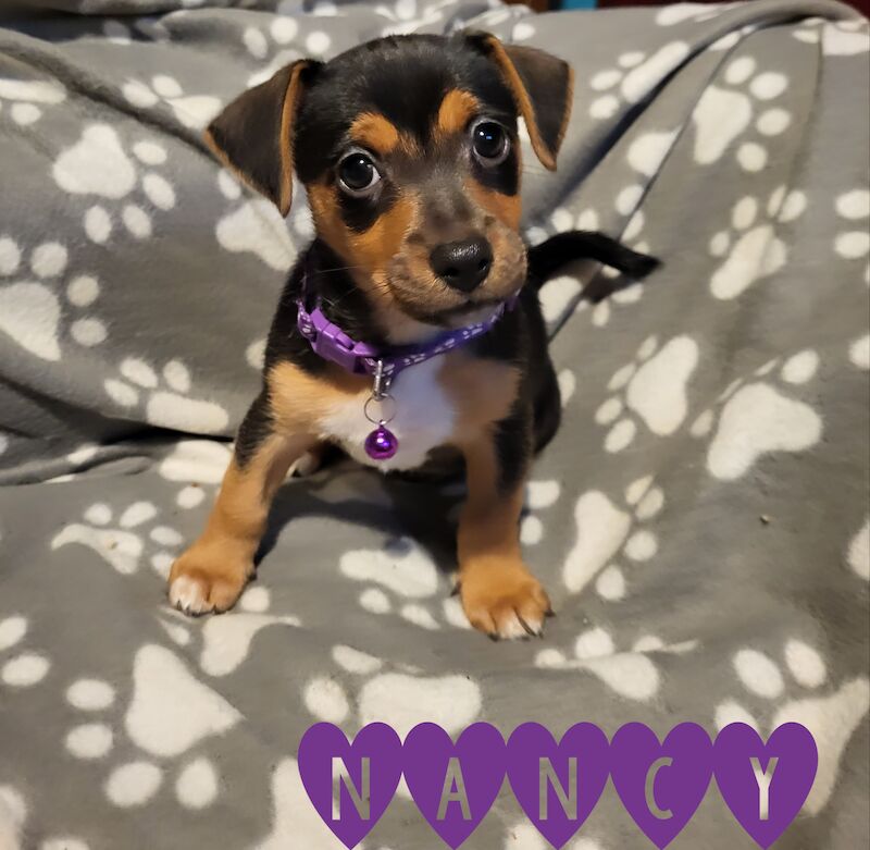 Stunning minature jack russell puppies for sale in Walsall, West Midlands - Image 7
